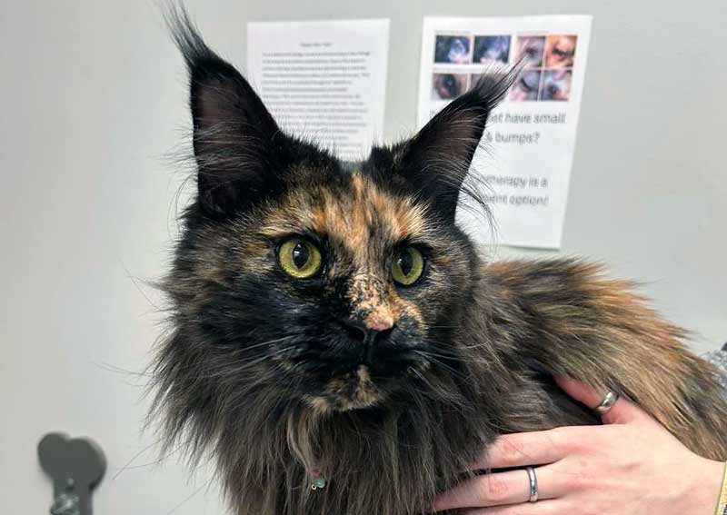 Carousel Slide 3: Cat veterinary care