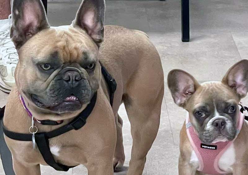 Carousel Slide 2: Dog veterinarians